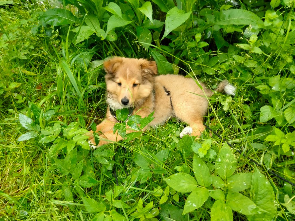 Du Bois De La Latte - Chiots disponibles - Shetland Sheepdog