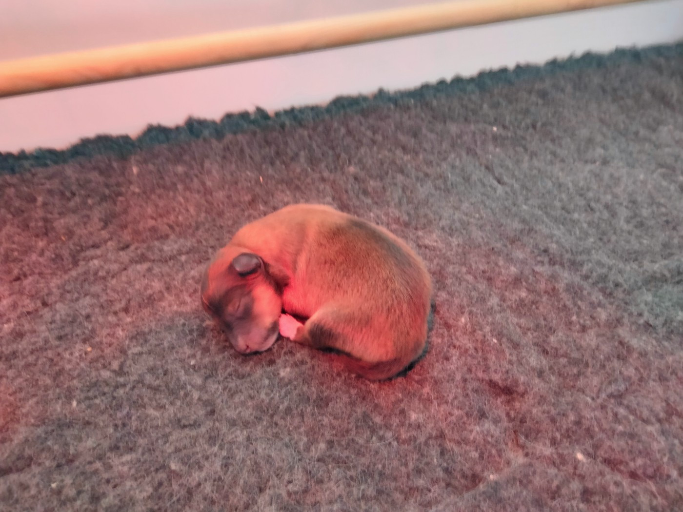 Du Bois De La Latte - Chiots disponibles - Shetland Sheepdog