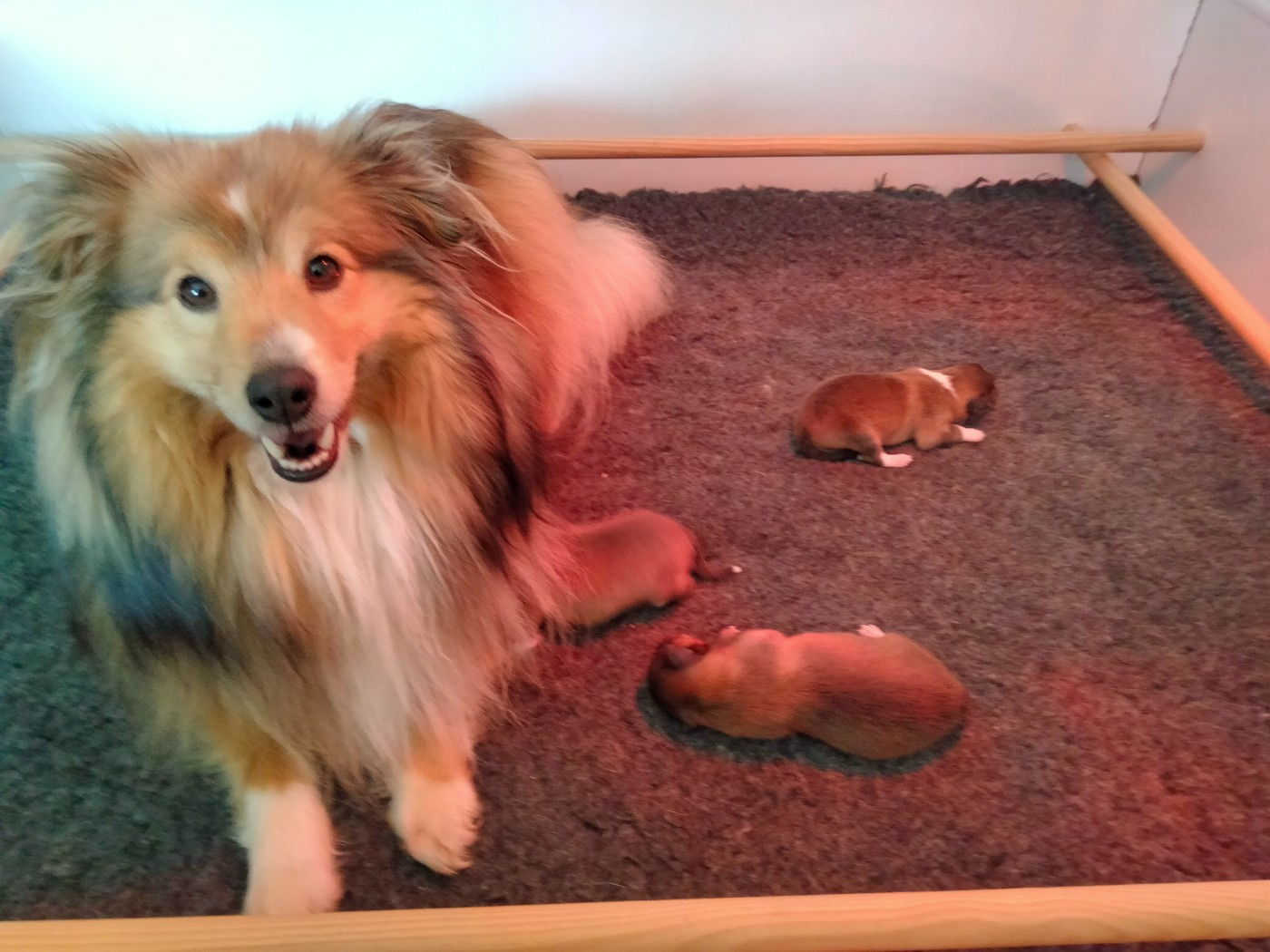 Du Bois De La Latte - Shetland Sheepdog - Portée née le 04/02/2026