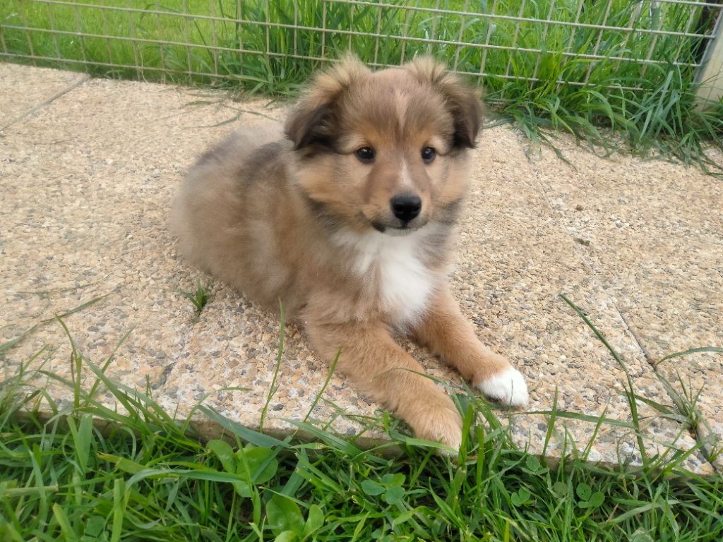 Du Bois De La Latte - Chiots disponibles - Shetland Sheepdog