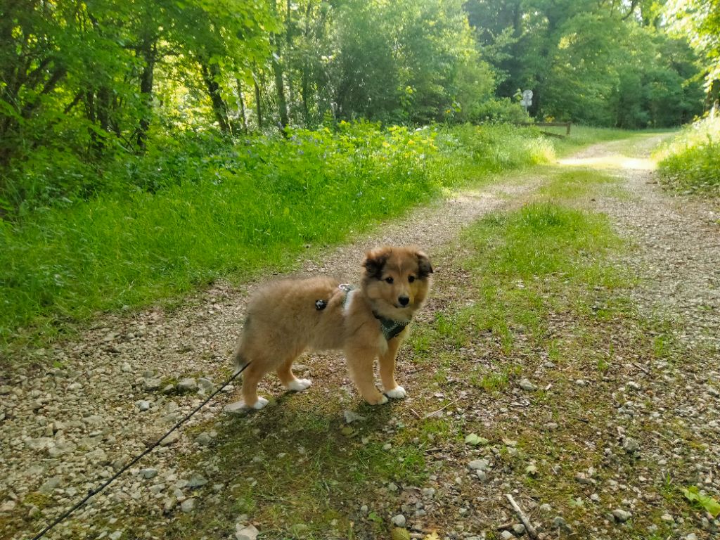Du Bois De La Latte - Chiots disponibles - Shetland Sheepdog