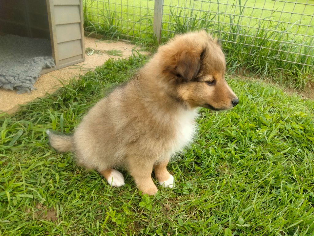 Du Bois De La Latte - Chiots disponibles - Shetland Sheepdog
